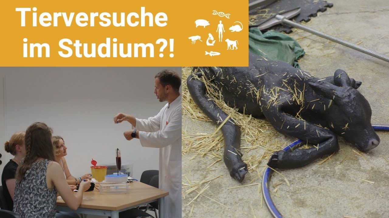 So lernen Tier&auml;rzte mit Tieren richtig umzugehen