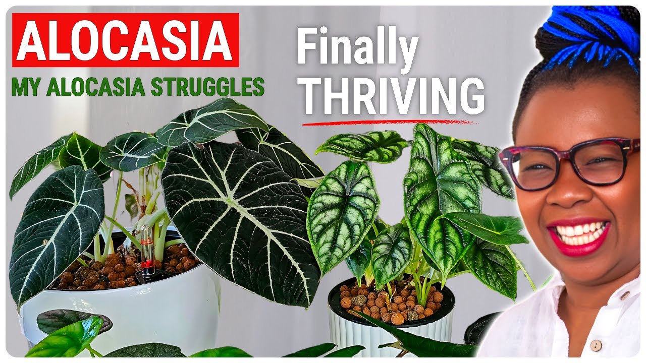 Alocasia Struggles SOLVED: The New Routine That Saved My Collection
