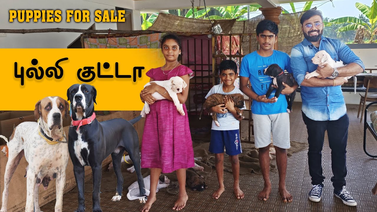 Native Breed புல்லி குட்டா Puppies for sale | Indian Mastiff Dogs | Prasanth 360