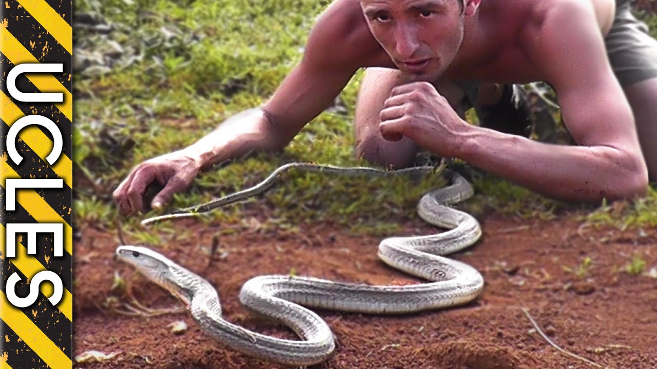 The Venomous Black Mamba - with Andrew Ucles