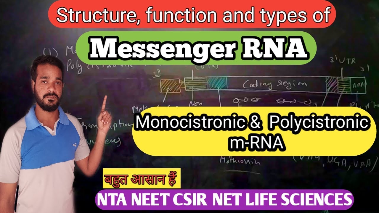 mRNA | Structure of messenger RNA in hindi | Monocistronic and Polycistronic mRNA | NEET | CSIR NET