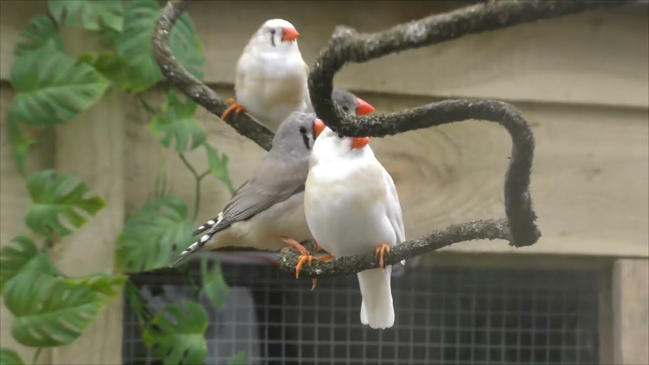 First zebra finches in new aviary.