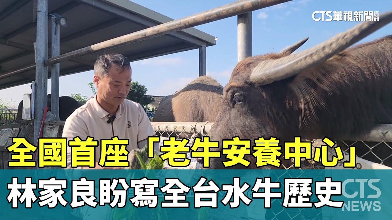 全國首座「老牛安養中心」　林家良盼寫全台水牛歷史｜華視新聞 20260124 @CtsTw