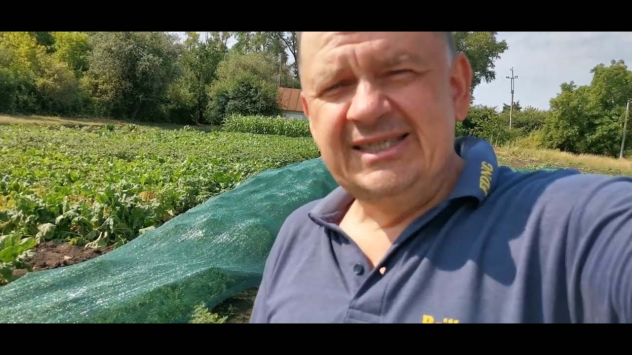 Альтернатива винограду  В 2025 році.