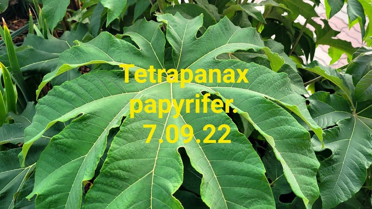 588#. Tetrapanax papyrifer.
