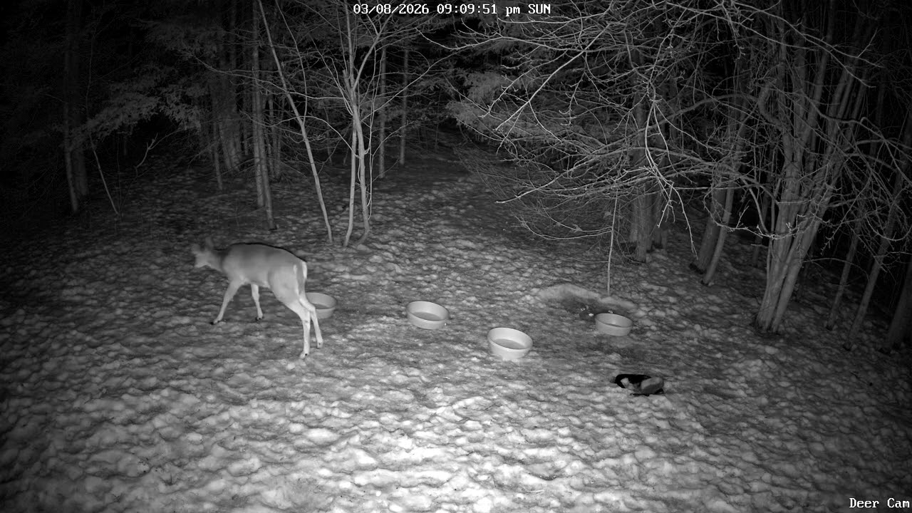 Deer 3-08-2026 9:03 PM