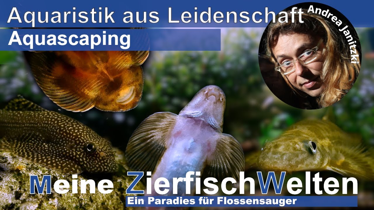 Meine ZierfischWelten - Faszination Flossensauger „fascination for hillstream loaches