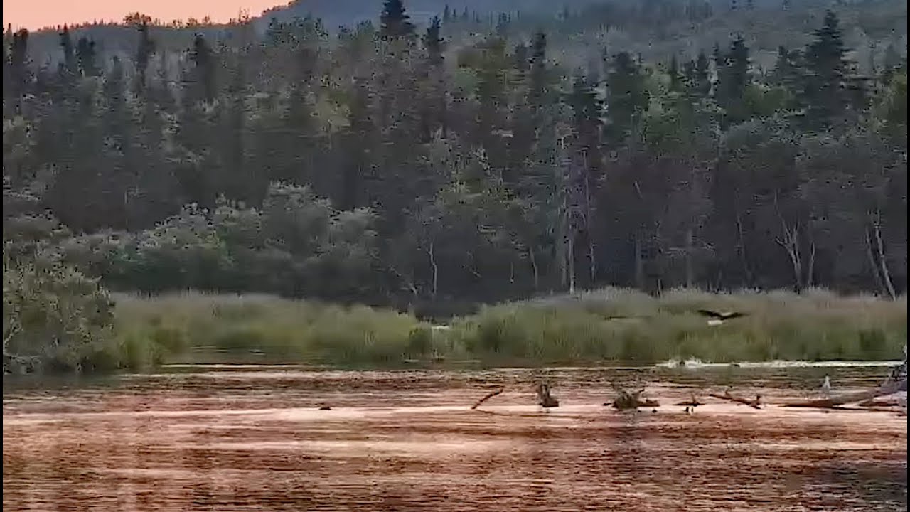 23 Jul 2024: Sunset and eagles on the Brooks River (explore.org)