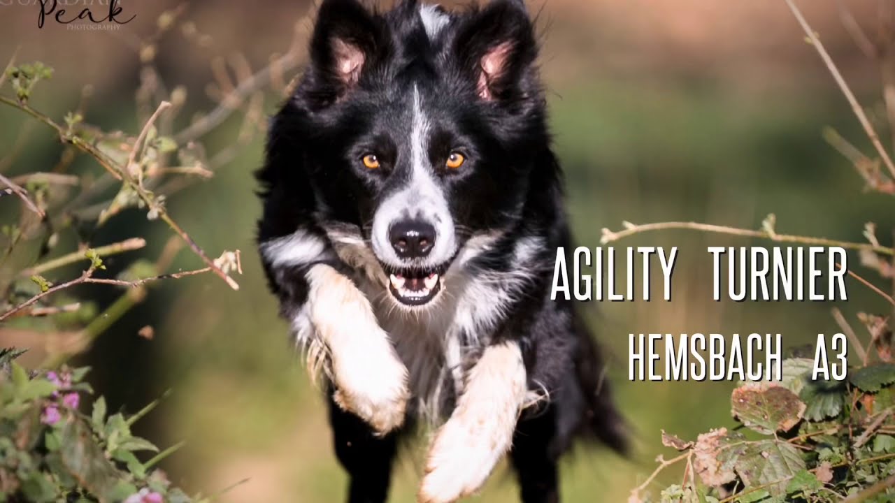 Agility Turnier | Linda & Sykes A3 Hemsbach