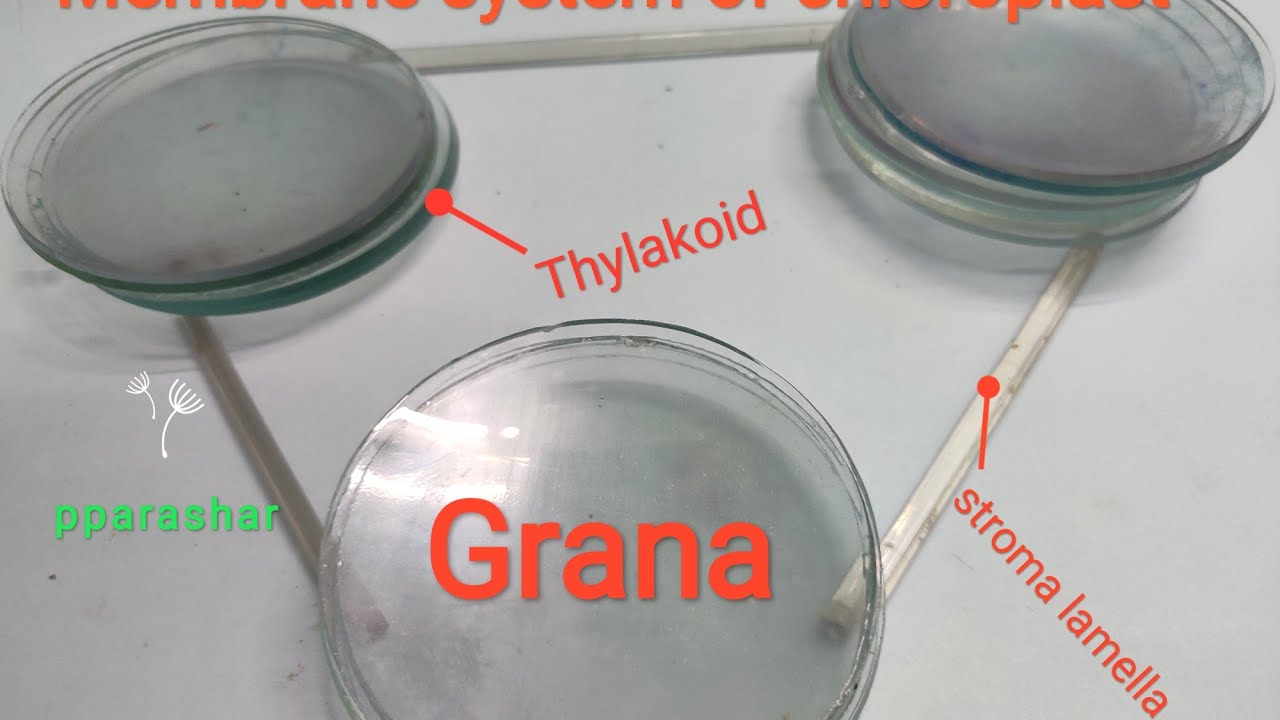 LIGHT HARVESTING SYSTEM..in grana and stroma lamella
