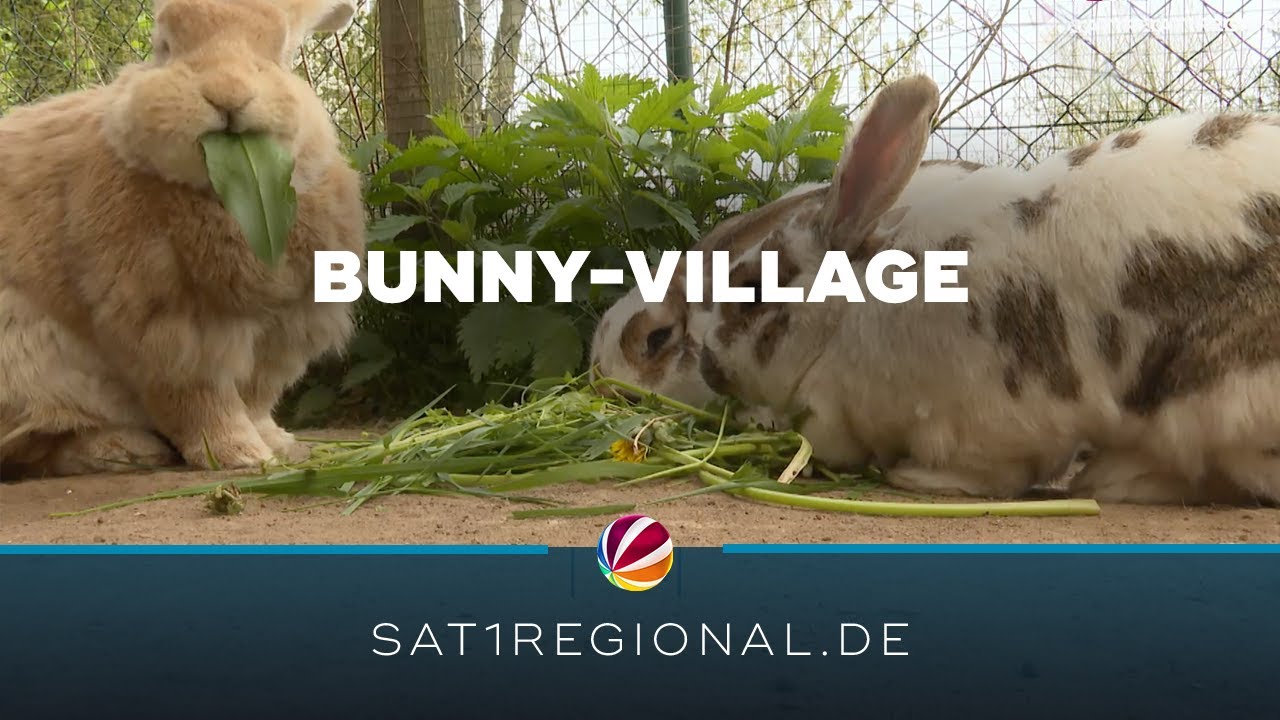 Bunny-Village: Private Tierschutzinitiative in Neuengörs kümmert sich um Kaninchen