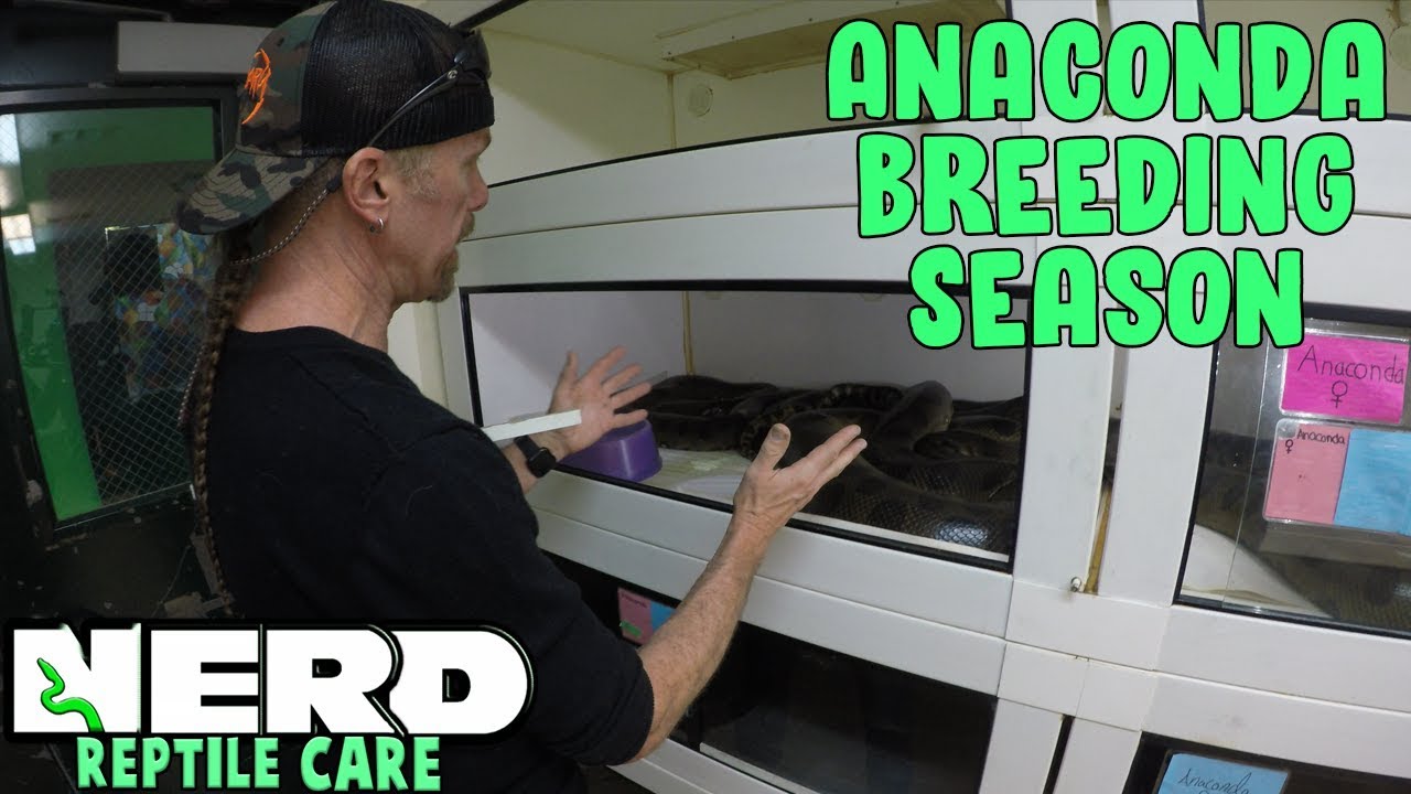 IT'S ANACONDA BREEDING SEASON -