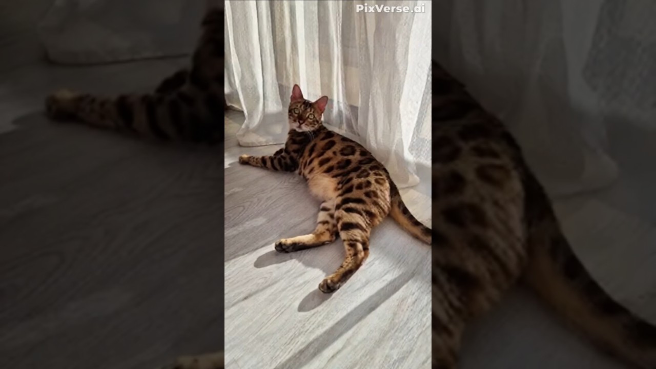 #bengal #cat #funny #music #archi #archie #funnyvideo #humour #humour #ai #crazy
