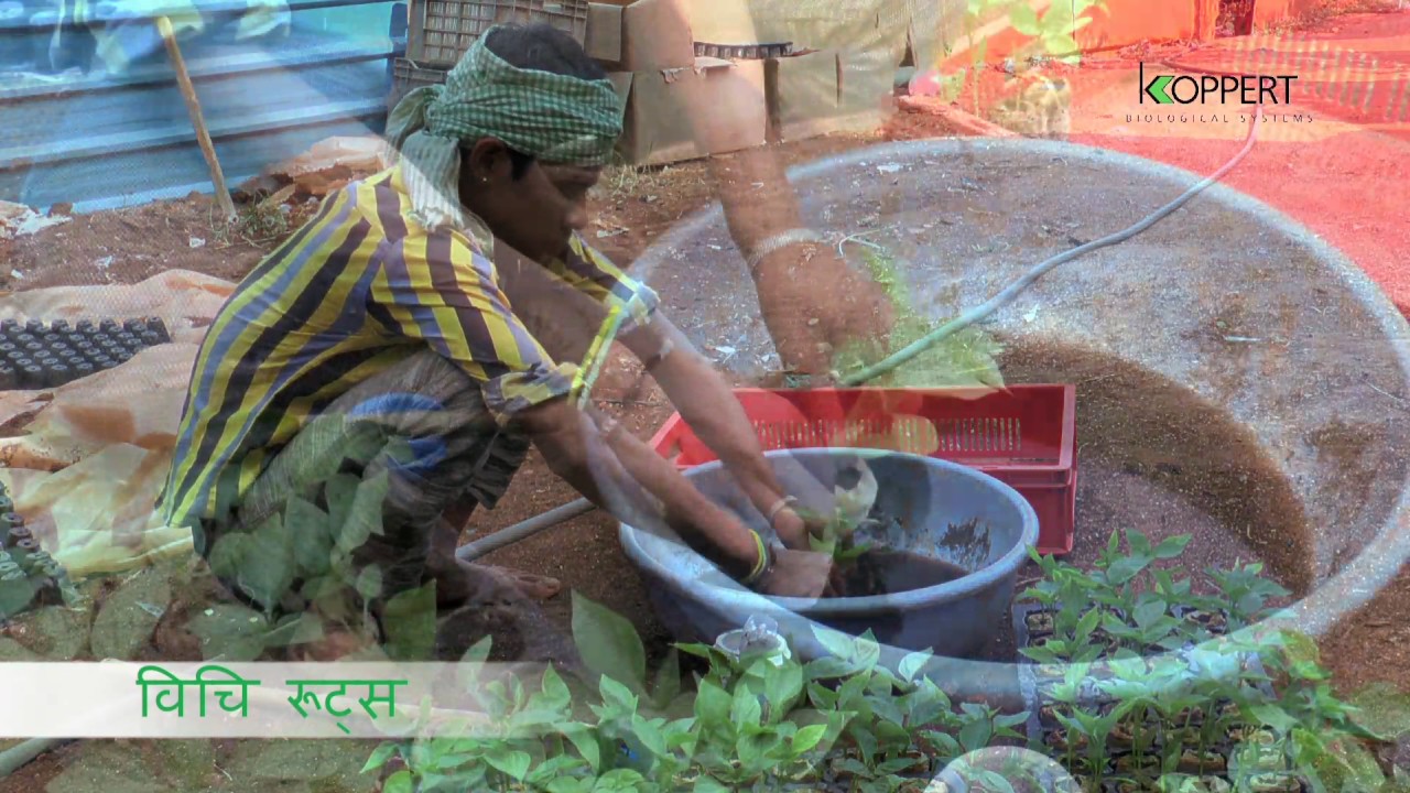 Koppert Biological Systems India Pvt Ltd, Partners with nature