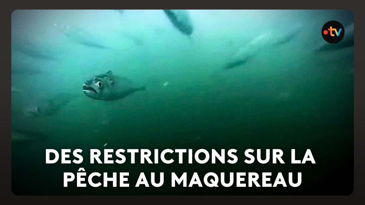 Après le bar et le lieu, c'est au tour du maquereau de subir de nouveaux quotas