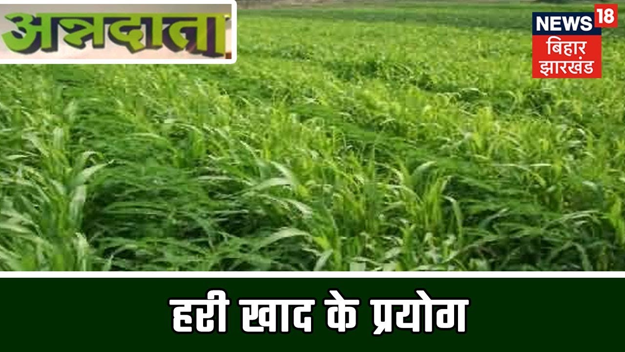 ANNADATA | हरी खाद के प्रयोग से बढ़ जाती है मिट्टी की उर्वरा शक्ति