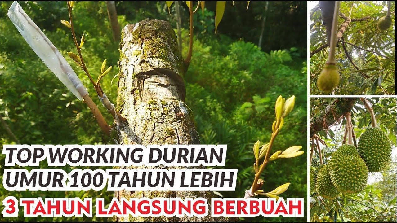 Top Working Durian Over 100 Years Old | 2 Years Immediately Fruit | Durian Tree Grafting