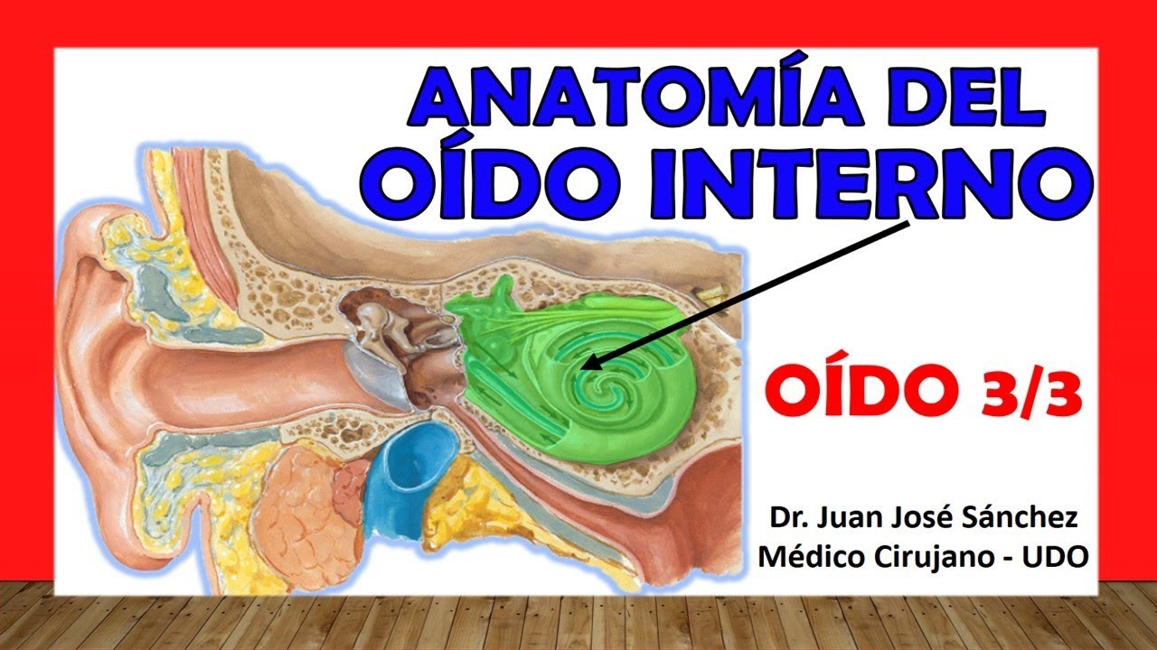🥇 O&Iacute;DO 3/3. Anatom&iacute;a del O&Iacute;DO INTERNO. F&aacute;cil, R&aacute;pida y Sencilla