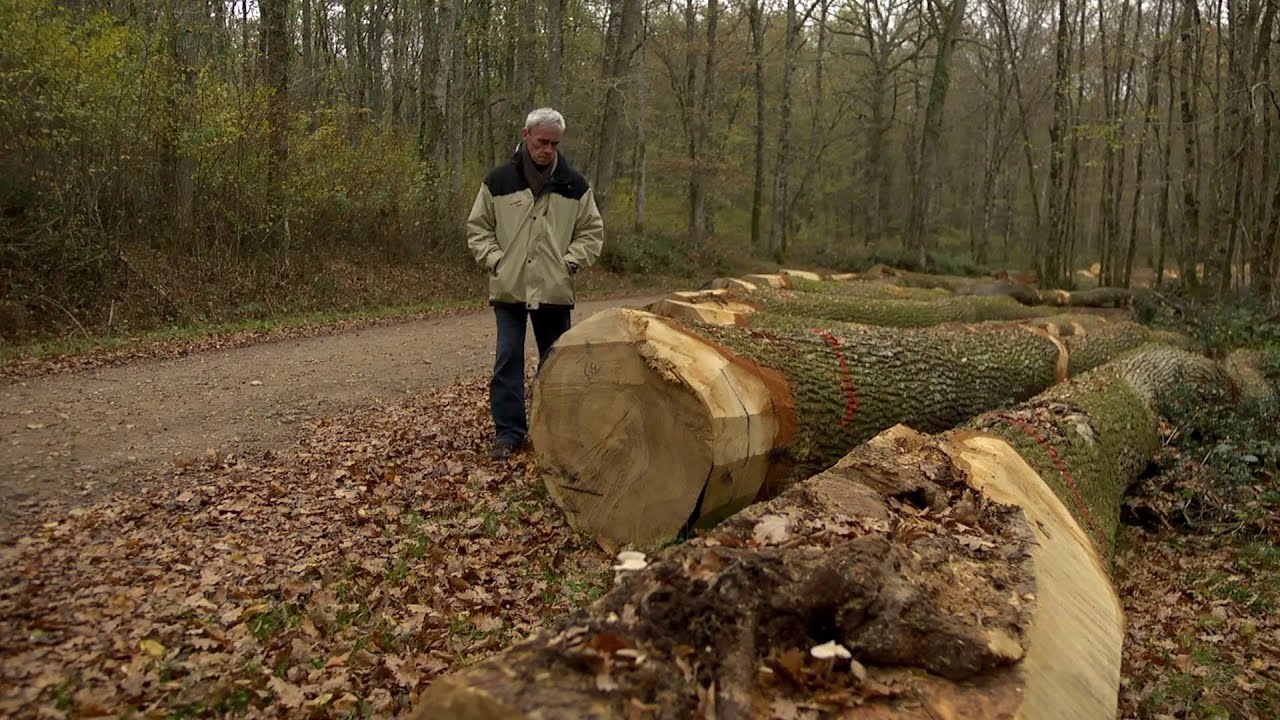 Comment vendre des arbres sur pied ?