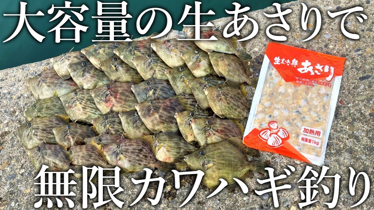 業務用の生むきあさりでデカカワハギが入れ食い！1日で60匹も釣れた冬のカワハギ釣りを紹介
