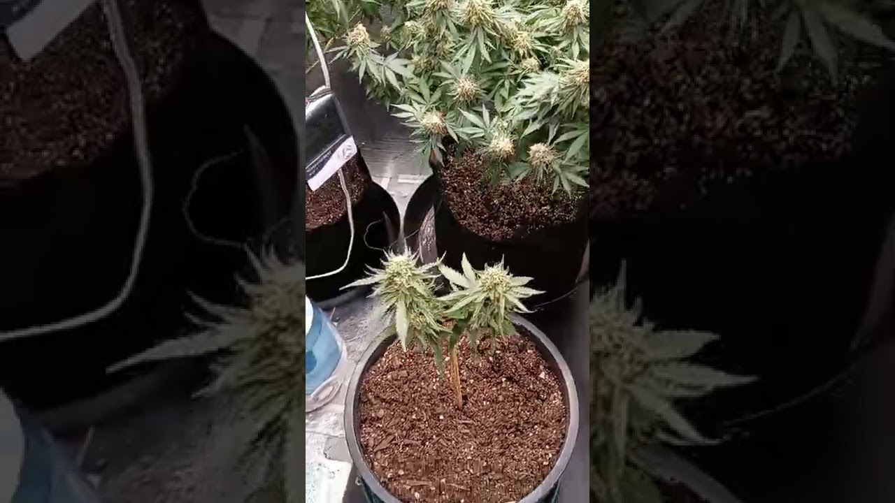 ilgm green crack 8 1/2. weeks...