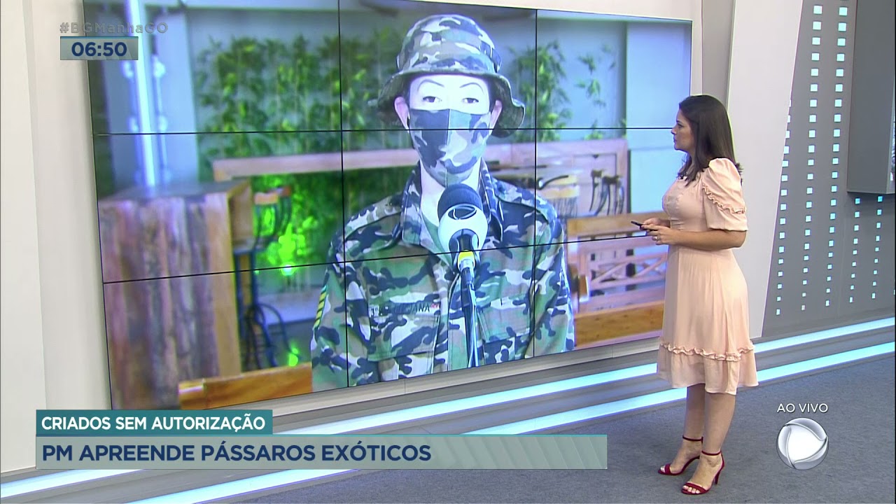 CRIADOS SEM AUTORIZA&Ccedil;&Atilde;O - PM APREENDE DE P&Aacute;SSAROS EX&Oacute;TICOS.