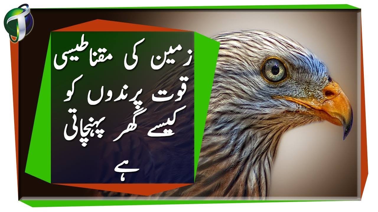 How Birds use Quantum Mechanics? Urdu Hindi