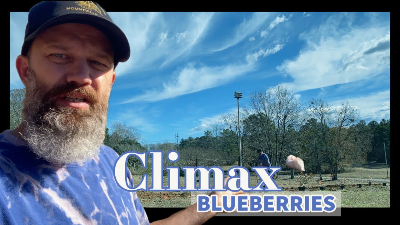 Planting Climax Blueberries in Zone 8a - EP 197