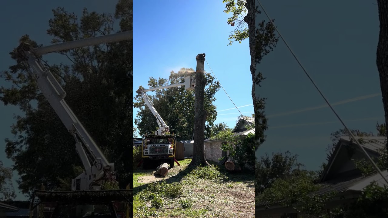 LARGE OAK REMOVAL WITH BUCKET TRUCK AND SOME ROPE AND RINGS / DITCH WITCH SK800 PULLING