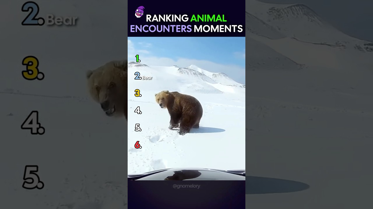 Ranking Wild Animal Encounters! 