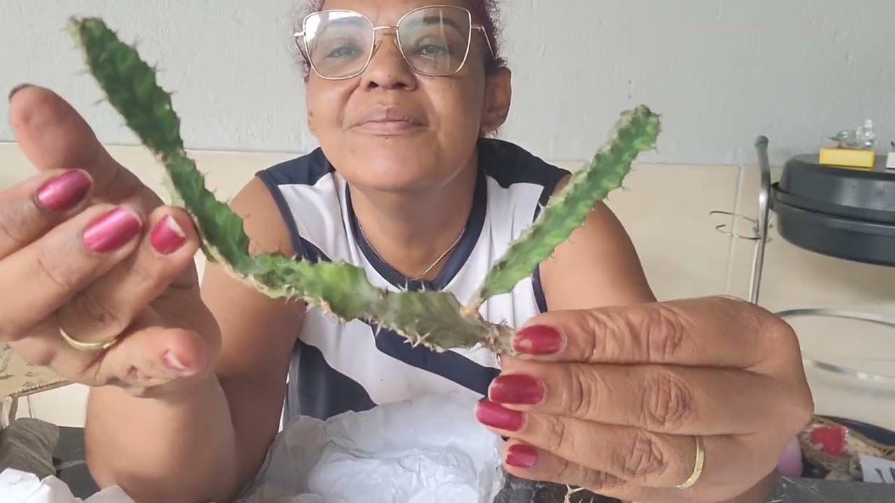 NOVAS SUCULENTAS NO MEU JARDIM