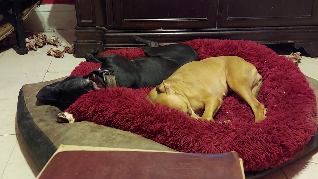 Endogamia en el Pitbull