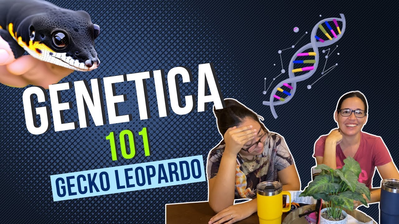 T2 EP02 GENÉTICA para TONTOS 🧬 en Geckos leopardo | Gecko HOLDBLACK 🤯 y cruzas Red Diamond  😟
