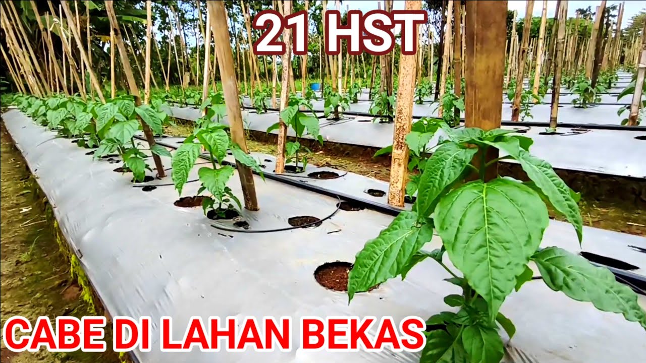 RESEP AMPUH .!!TANAM CABE DI LAHAN BEKAS!! USIA 21 HST 