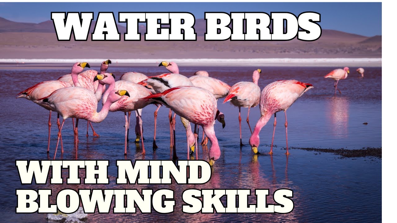 8 Aquatic Birds with Remarkable Adaptations