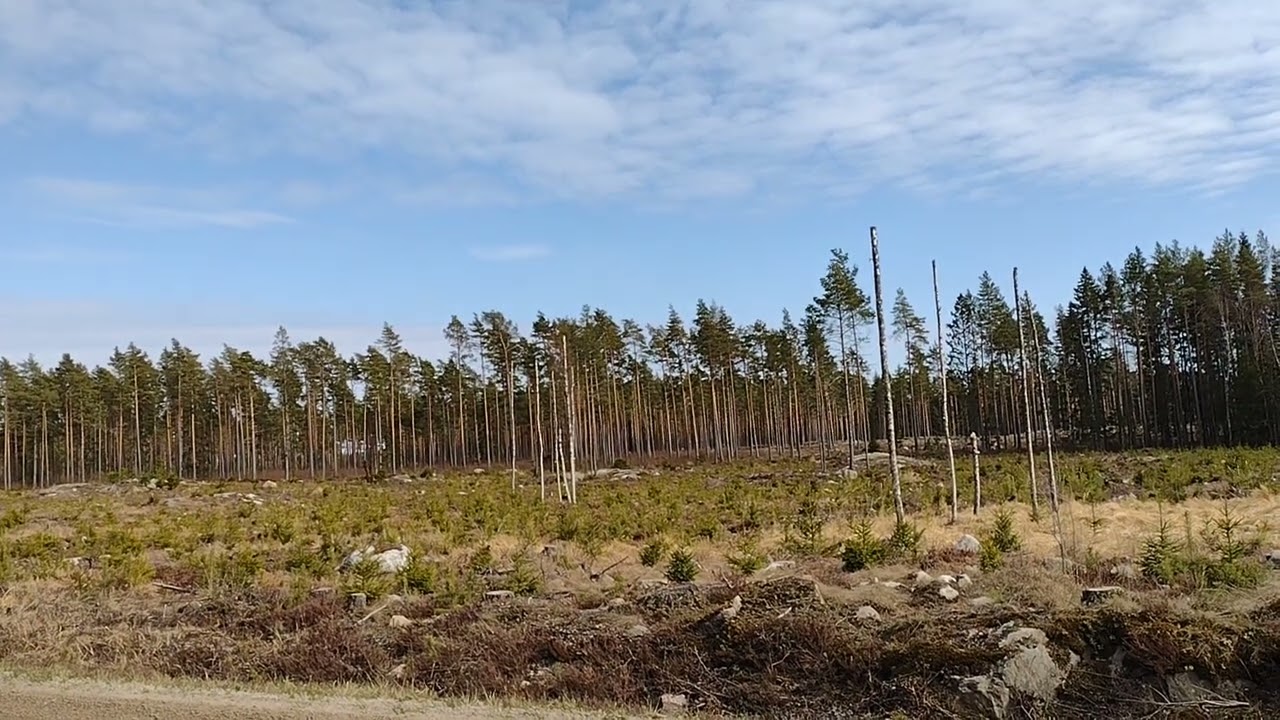 Maisema