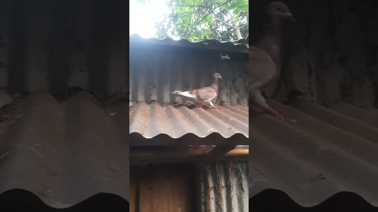 Unbelievable Colors of This Pigeon! 🌈🕊  #birdshorts