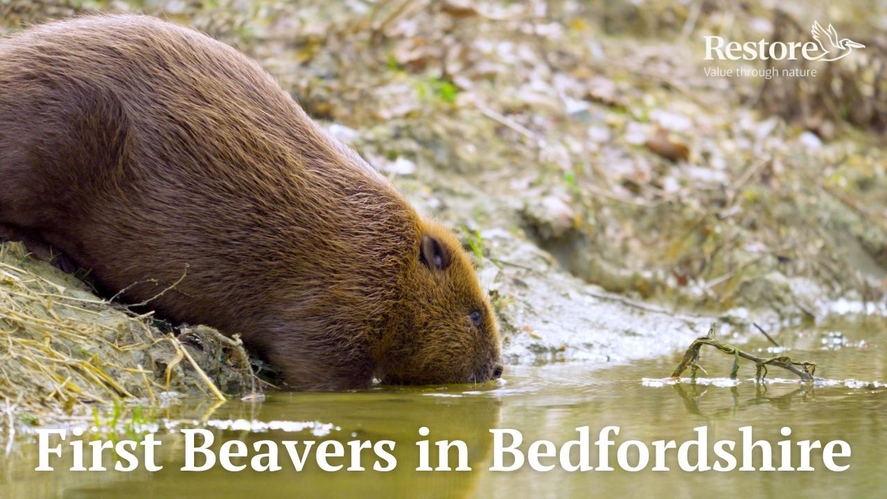 First Beavers in Bedfordshire in over 400 years