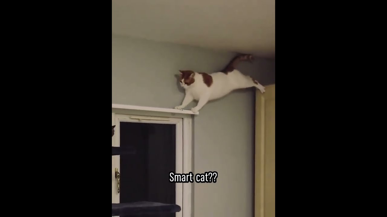 Subscribe if you love cats. Funny cat. Smart Cat?