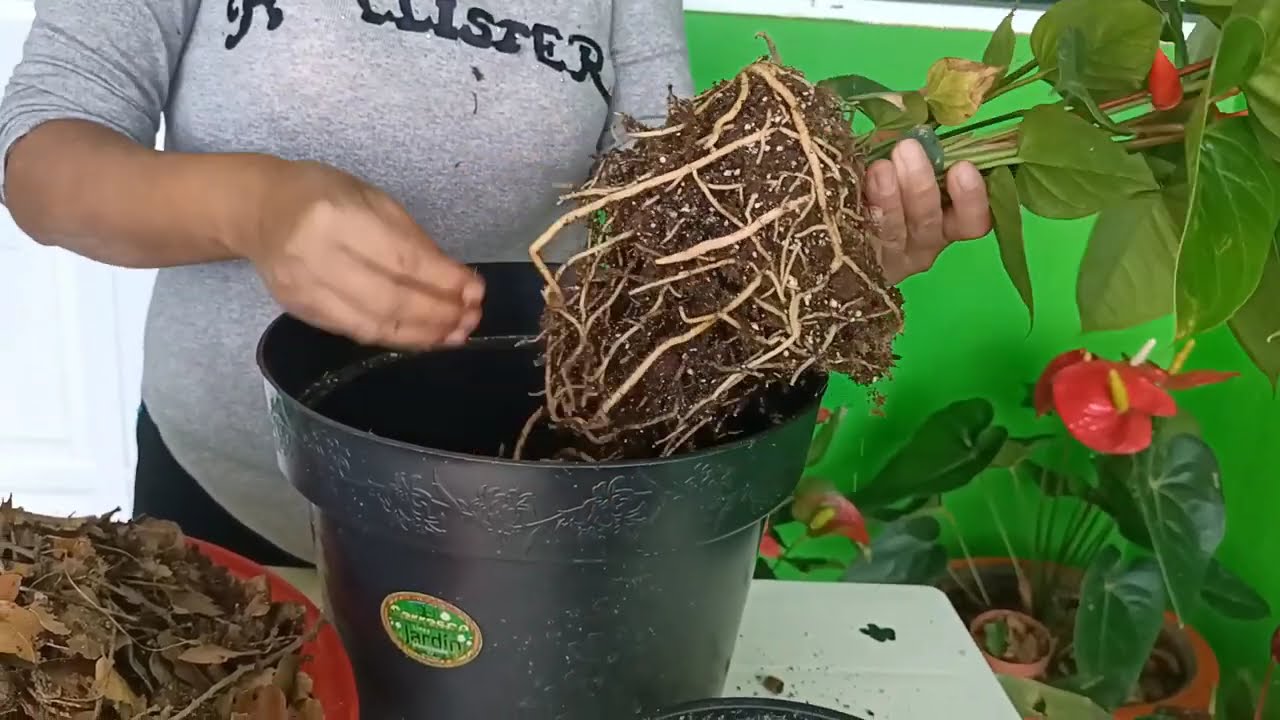 cómo separar un (anturio) para obtener más plantas de una sola maceta.🪴
