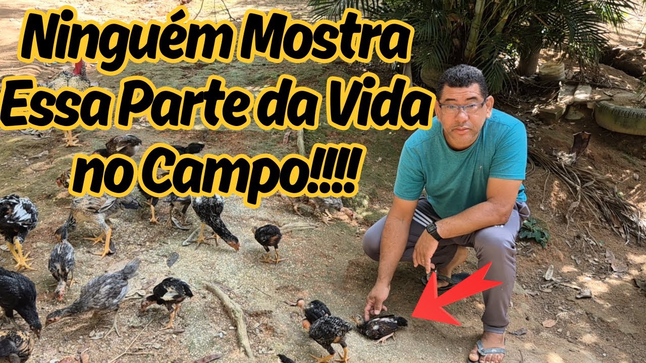 O Que Acontece em Um Dia Inteiro na Roça? 🐔🌳