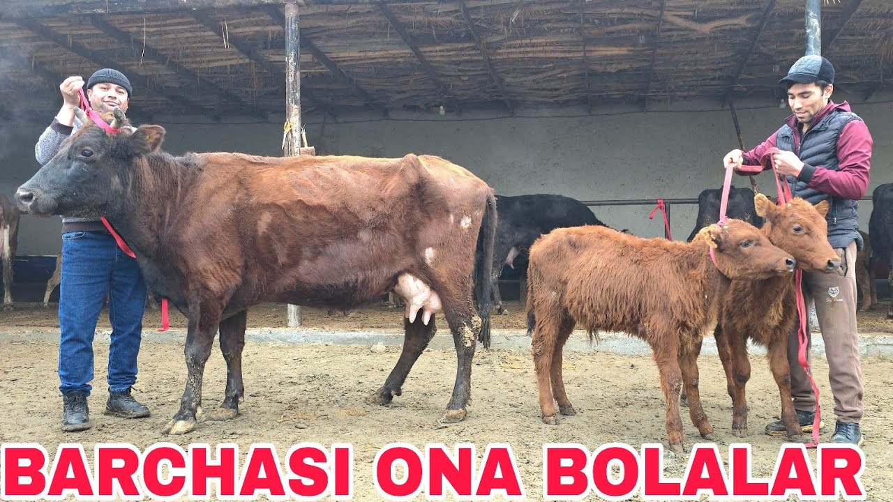  Razzoqjon ukamizdan bugun sutga polvon qiladiganlari keldi 14-fevral, 2026