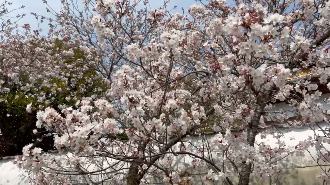 2026/03/09　春爛漫！　護国山高昌寺　その３　〜愛媛県内子町〜