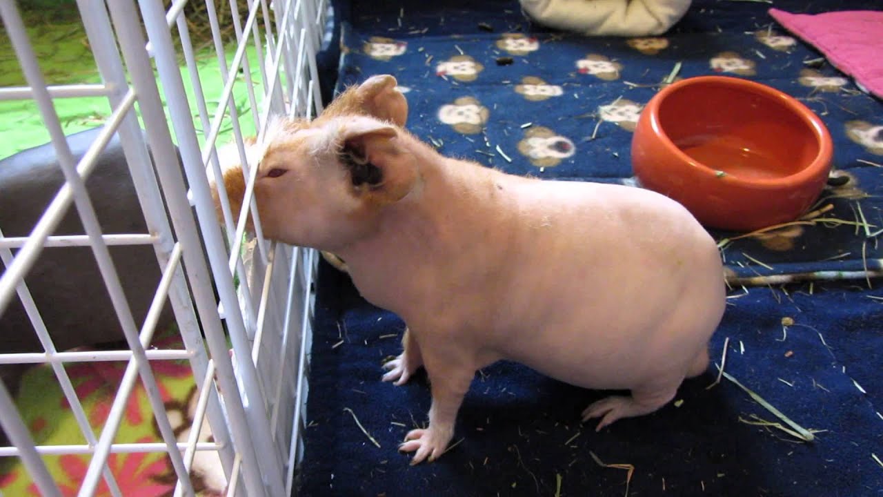 Guinea Pigs Can Be Complicated.