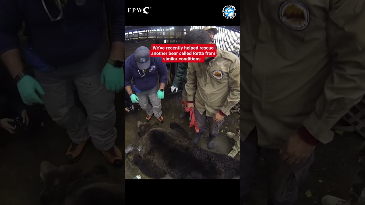 DRAMATIC RESCUE: Two Bears Saved After 14 Years at a Bus Stop