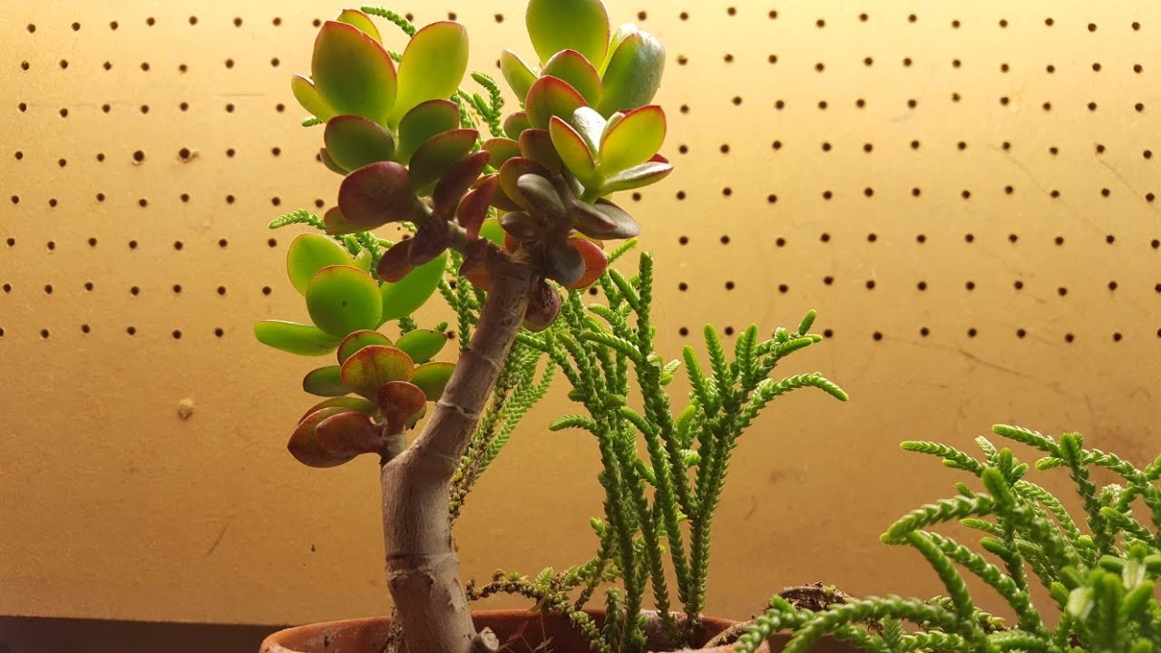 Elms, Jade & More Pre-bonsai Work