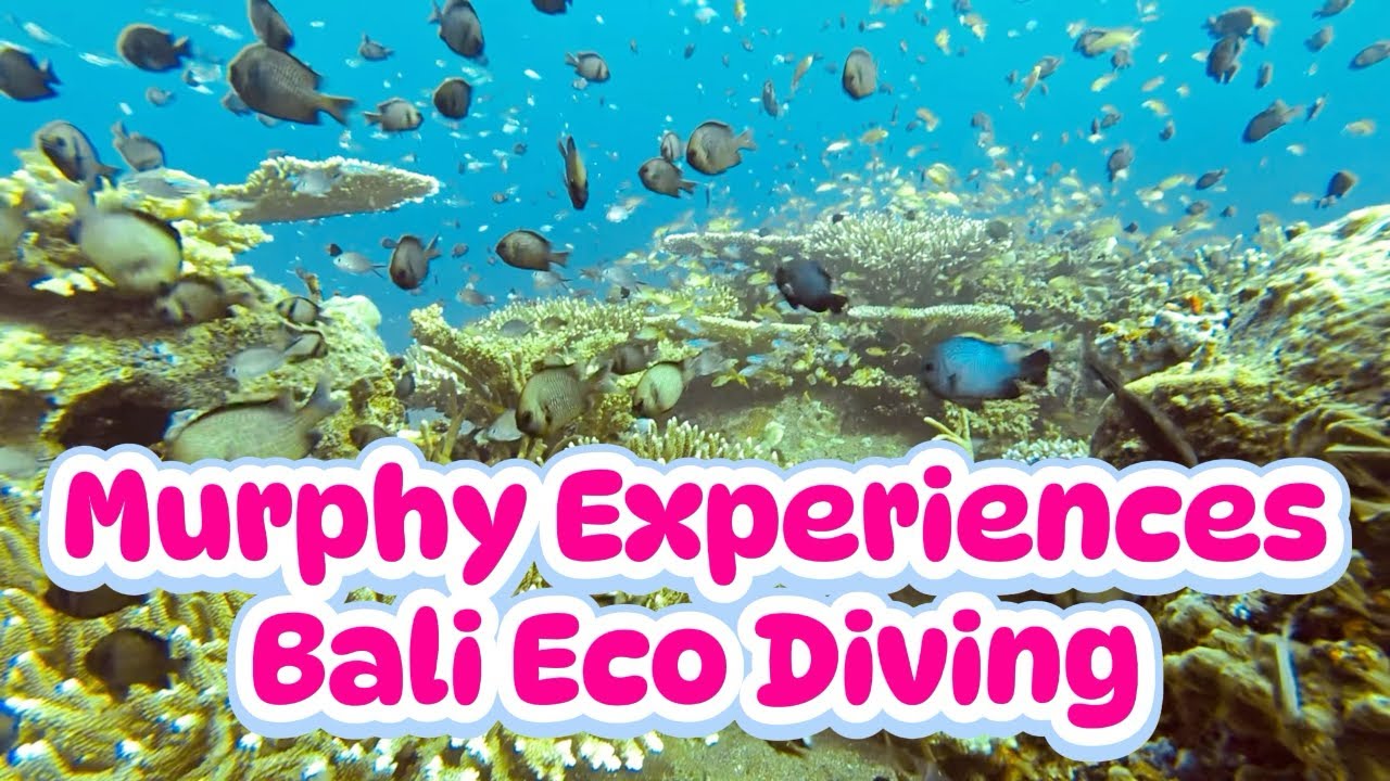 Diving in Bali to Restore Coral with Biorock and Metalframe Magic! | 2025
