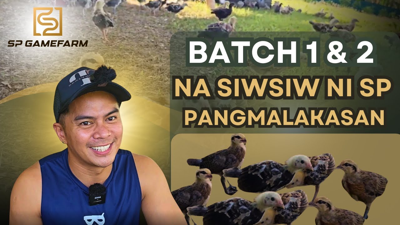 Inaabangang Sisiw ni SP - Siguradong Pangmalakasan!
