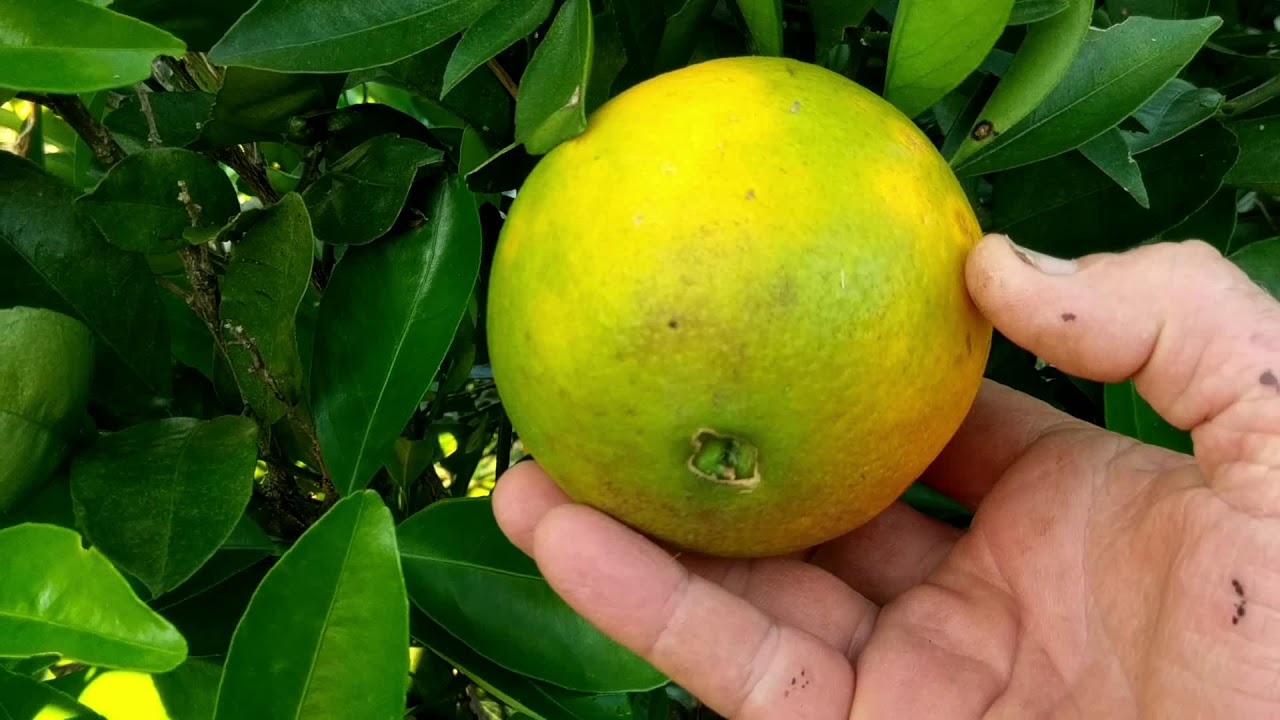 A laranja pode ter o 