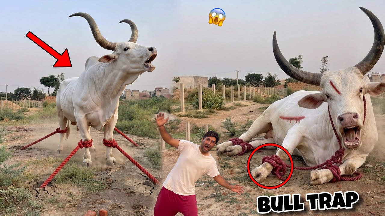 Big DANGEROUS FIGHTER BULL Ko Paker Lia🐂😱Trap Laga Ker
